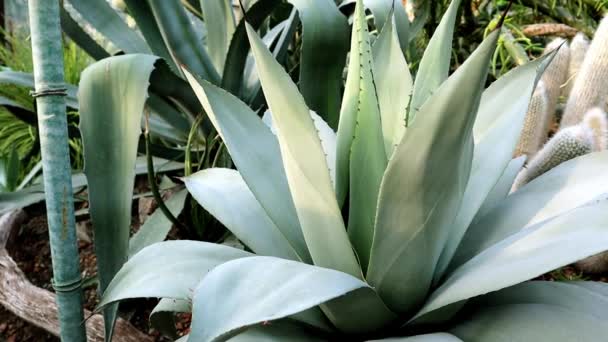 Folhas Verdes Agave Azul American Agave Pita Uma Planta Nativa — Vídeo de Stock