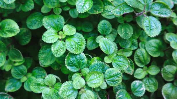 Pianta Menta Foglie Rotonde Menta Verde Fresca Biologica Che Crescono — Video Stock