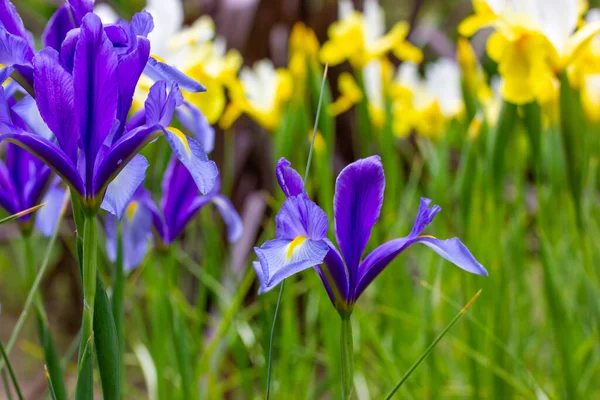 春天的植物园 一个美丽的公园 开着蓝色的黄色花朵 美丽的紫色花朵盛开 一片盛开的绿色天然草甸 — 图库照片