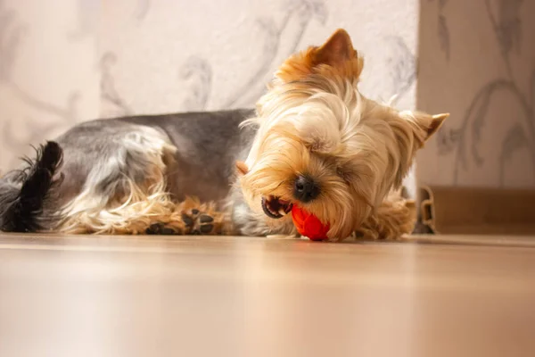 一只可爱可爱的有趣的约克郡三丽鸥小狗躺在室内木制的地板上玩橙色球 纯种的小狗 小狗在家里 爱玩的宠物犬类动物室内 — 图库照片