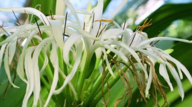 Crinum asiaticum yeşil gür parlak yaprakların arasında açan beyaz çiçekler. Örümcek zambağı çiçek açmış. Egzotik çiçek. Çiçek doğal bir geçmişi var. Devasa krinyum ve zehirli ampul olarak da bilinen Evergreen bitkisi.
