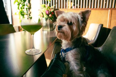 Küçük bir Yorkshire Terrier köpeği bir kafede, restoranda bir masada oturur, bir bardakta alkollü bir içecek koklar, bir kokteyl. Dost köpekler ürer. Komik teriyer köpek, doğum gününü kutlayan hayvan.