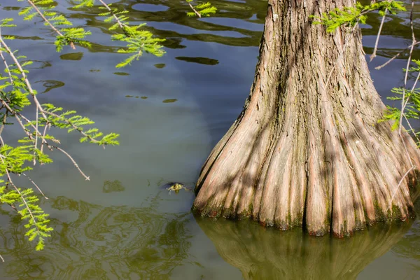 Mangrovenwälder Tapete Immergrüne Nadelbäume Wachsen Aus Grünem Wasser Fluss See — Stockfoto