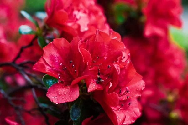 Flores Rojas Azalea Plena Floración Rama Arbustos Jardín Botánico Primavera —  Fotos de Stock