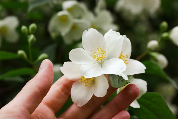 Witte Bloeiende Jasmijn Bloemen Bloemblaadjes Knoppen Hand Van Een Vrouw — Stockfoto