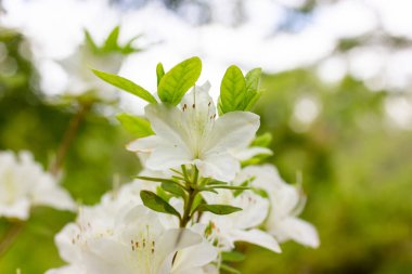 Beyaz açelya tomurcukları yeşil arka planda tamamen çiçek açar ve metin için boşluk bırakır. Bahar botanik bahçesinde tomurcuklanan Rhododendronlar. Yazın çalılıklarda güzel kokulu çiçekler. Beyaz taç yaprakları, çiçek duvar kağıtları.