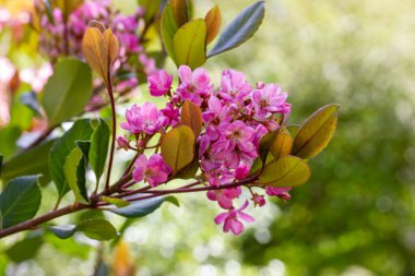 Rhaphiolepis indica, Indian hawthorn in full bloom. A branch with pink blooming flowers on a blurry green background in a botanical garden on a spring sunny day. Evergreen shrub in summer park.  clipart