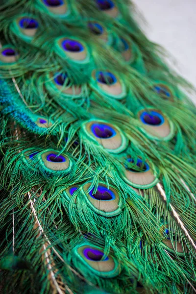 Peacock Farka Élénk Zöld Kék Tollakkal Plumage Férfi Páva Függőleges — Stock Fotó