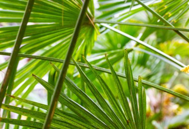 Yeşil palmiye yaprakları arka plan ve doku. Orman, yağmur ormanı, botanik bahçesi konsepti. Güneş ışığı altında tropik palmiye ağaçlarının doğal yeşil soyut arka planı. Yaz zamanı doğa deseni. 