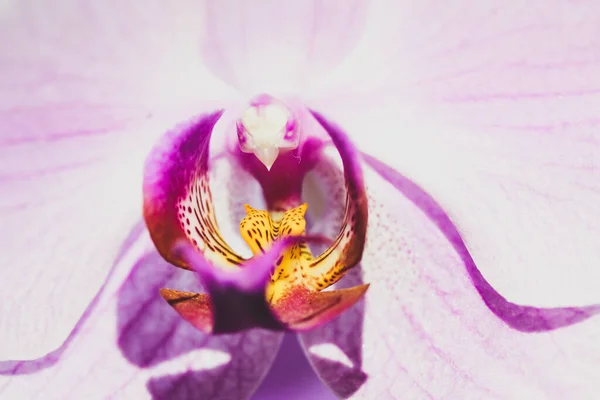 Krásná Kvetoucí Orchidej Zevnitř Abstraktní Květinové Pozadí Čerstvě Fialová Orchidej — Stock fotografie