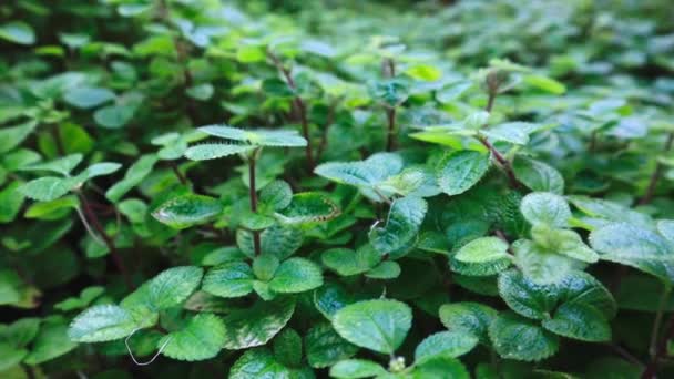 Une Menthe Feuilles Rondes Menthe Verte Fraîche Biologique Poussant Dans — Video