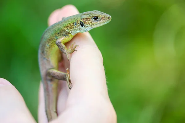 Small green lizard in a woman\'s hand isolated on a natural green background. Lacerta viridis hand held reptile. Human and wildlife connection. Nature, human and fauna concept. Spring time in a garden.