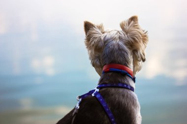 Küçük evcil köpek Yorkshire Terrier cinsi tasmalı sakin mavi suya bakarak deniz kenarında oturuyor. Hayalperest, sadık bir köpek metresini bekliyor. Yavru köpek dikkatle bir şeylerin arkasına bakıyor.
