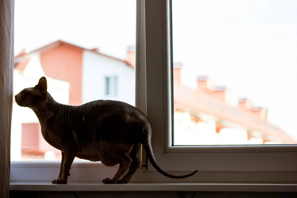 Silhouette of a cat standing on a window sill inside an apartment against a window overlooking the rooftops of houses. Feline animal, pet at cozy home. Bald Canadian Sphynx kitty. Space for text.