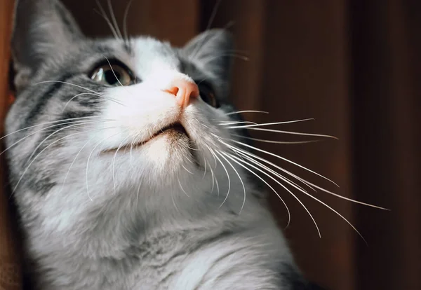 Красивий Біколор Біло Сірий Кіт Довгими Білими Вусами Рожевим Носом — стокове фото