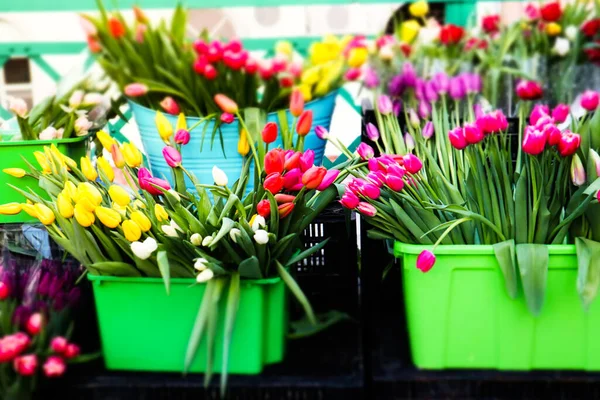 Selling multicolored tulips bunches in green buckets on street. Assortment of spring flowers in flower store. Potted bulb garden blossoms. Floral gifts for Mothers Day. Bouquets market. Flower trade.