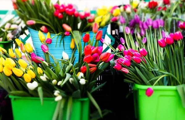 Selling multicolored tulips bunches in green buckets on street. Assortment of spring flowers in flower store. Potted bulb garden blossoms. Floral gifts for Mother's Day. Bouquets market. Flower trade.