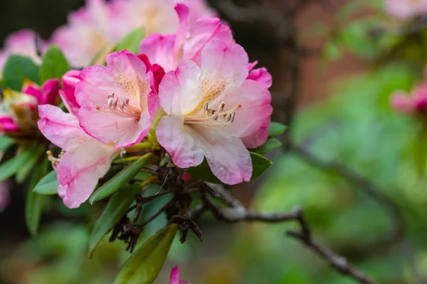 Gently pink azalea flowers in full bloom on a shrub branch in spring botanical garden with room for text on a green natural blurred background. Cultivation, care of flowering plants. Floral wallpaper.