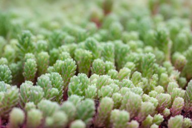 Sedum hispanicum blue carpet background top view. Growing sedum rubrotinctum jelly bean plant. Succulent natural foliage carpet view from above. Tight evergreen silvery blue foliage in summer garden.
