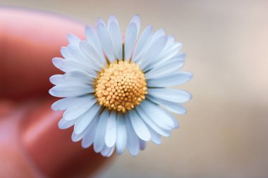 Beyaz papatya, bulanık arka planda sarı çekirdekli kadın eli. Baharda bir çiçeğin makro fotoğrafı, yaz botanik bahçesi, park. Papatya yaprakları fotokopi alanı ile kaplıdır. Çiçekli kartpostal.