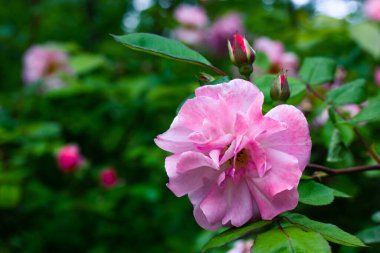 Güzel, açık pembe bir gül goncası çiçek açan bir bahar bahçesindeki çalıların üzerinde kapalı bir tomurcuğun yanında. Bulanık yeşil arka planda çiçek açan yaz çiçekleri ve metin için alan. Çiçekli kartpostal tebrik etmek için..