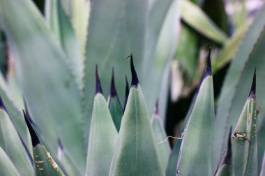 Agave fernandi regis. Lezzetli, uzun, pürüzsüz yaprakları ve ucunda uzun, keskin siyah dikenleri olan kaktüs bitkisi. Meksika 'da tehlikeli bir çöl bitkisi yetişiyor. Agave çiftliği. Tekila yaprakları yakın.. 