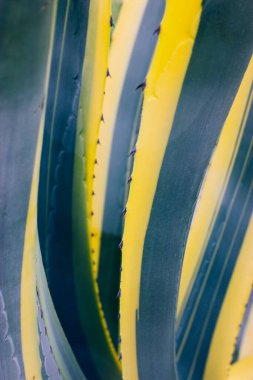 Long smooth leaves of striped green and yellow Agave americana. A heat-loving exotic plant in botanical garden. Agave is used to make the alcoholic drink mescal. Tropical foliage abstract background. 