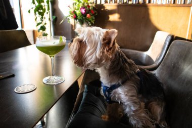 Küçük bir Yorkshire Terrier köpeği bir kafede, restoranda bir masada oturur, bir bardakta alkollü bir içecek koklar, bir kokteyl. Dost köpekler ürer. Komik teriyer köpek, doğum gününü kutlayan hayvan.