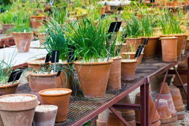 Bir serada, botanik bahçesinde nakil için kil saksılarda bitki yetiştirmek. Yeşil çimenli birçok seramik terasotta tenceresi, bir caddenin dışında duran çiçekler. Satılık çiçekler. Bahçecilik.