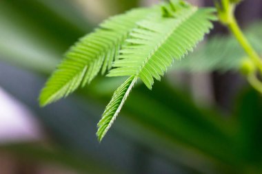 Mimosa pudica yeşil yaprakları. Hassas, uykulu, aksiyon bitkisi, dokunma bana, utanç verici, Morivivi adında utangaç bir bitki. Küçük broşürler katlanmaya başlıyor. İnsan eliyle dokunmak yaprağın kapanmasına neden olur.. 