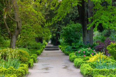 Güzel, boş bir düz yol, Madrid, İspanya 'daki Real Jardin Botanico' da bir patika var. Bahar botanik bahçesi, bir sürü yeşil bitki, filizlenen çalılar, ağaçlar. Yaz Parkı.