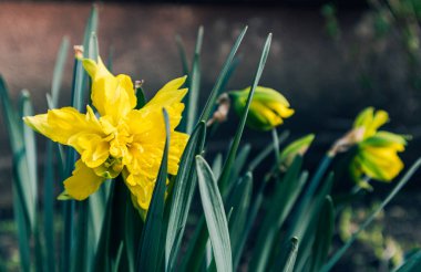 Nisan ayında bir botanik veya ev bahçesinde çiçek tarhında yetişen sarı nergisler. Bahar soğanı çiçekleri tam çiçeklenir. Doğal yeşil arka planda çiçek açan güzel bir tomurcuk. Çiçekli kartpostal.