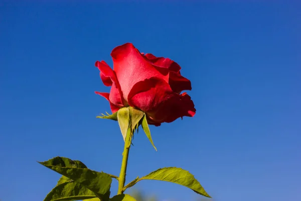 A beautiful single red rose on a long stem with thorns, green leaves isolated against clear blue sky in summer botanical garden, spring park. Amazing fragrant flower for a greeting card. Floral gift.
