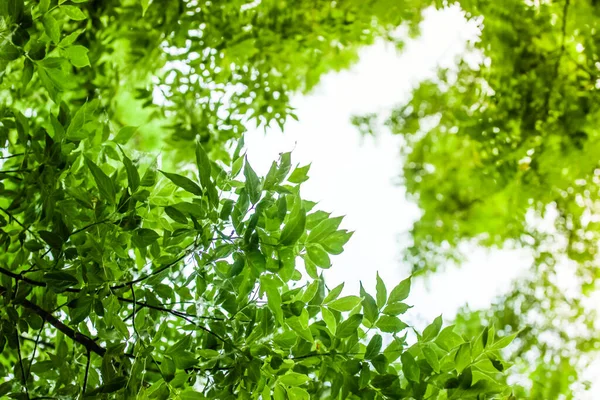 Bottom view of lush green tree crowns treetops with dense green foliage, bright leaves against light sky in sunny day. Branches of a tree crown an upward view. Green foliage wallpaper. Natural light.