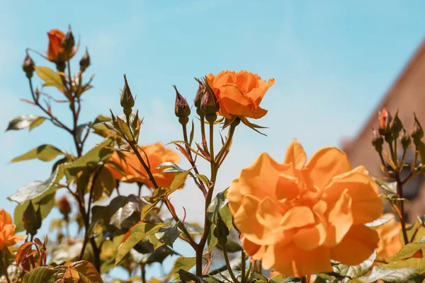 Shrub roses with orange or yellow buds of fragrant flowers against a blue or turquoise sky in a spring or summer botanical garden, rosarium, in a flower bed. Beautiful flowers in bloom. Horticulture.