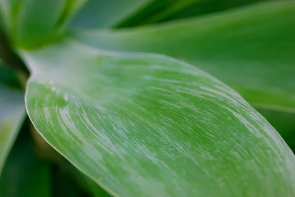 Obří Hladké Zelené Listy Agáve Zblízka Pěstování Rostlin Botanické Zahradě — Stock fotografie