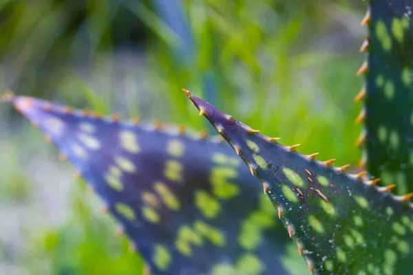 Aloe Jucunda Roślina Ozdobna Zielonymi Liśćmi Białe Plamy Kolce Pochodzi — Zdjęcie stockowe