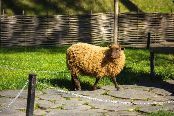 Güneşli Bahar Gününde Çiftlikte Yürüyüş Yapan Sevimli Sevimli Kahverengi Koyunlar — Stok fotoğraf