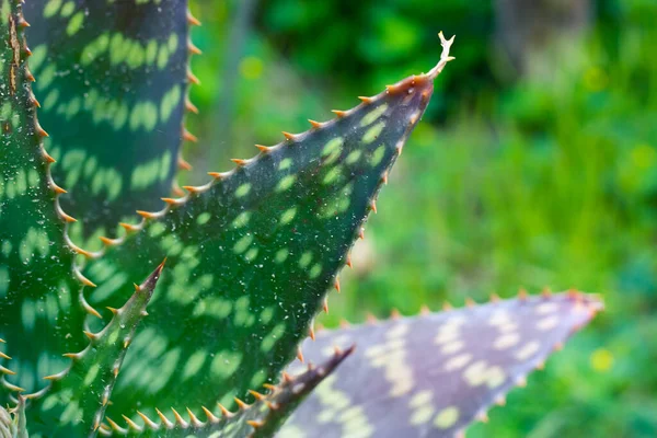 Aloe Jucunda Ornamental Plant Green Leaves White Spots Red Prickles —  Fotos de Stock