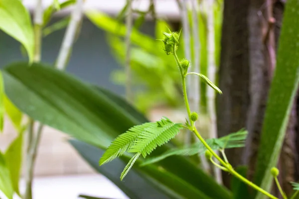 ミモザ プディカ緑色の葉 恥ずかしがり屋の植物は敏感な アクションプラント タッチ私ではなく Shameplant Moriviviと呼ばれる 小葉が折れ始めます 人間の手で触れると葉が閉まります — ストック写真