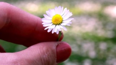 White daisy with yellow core in womans hand on green background with space for text. Matricaria garden spring flower in full bloom. Camomile wildflower in female fingers close up. Floral slow motion.