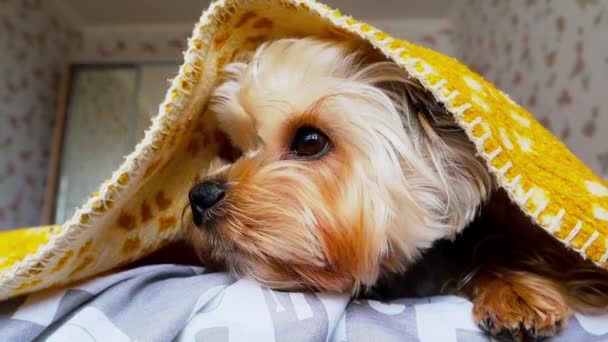 Маленькая Милая Домашняя Собачка Йоркширского Терьера Лежит Жёлтыми Клетчатыми Одеялами — стоковое видео