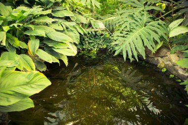 Bir göl, yemyeşil bitki örtüsü ve yeşil tropikal yapraklarla çevrili karanlık bir su birikintisi. Sudaki devasa yeşil yaprakların yansıması. Suni rezervuar peyzaj tasarımında. Bahçedeki yeşil alan