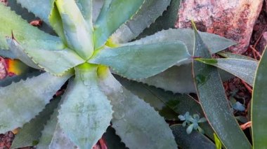 Mavi agave 'ın yeşil yaprakları. American agave veya pita, Meksika, İspanya 'da tekila üretiminde kullanılan bir bitkidir. Tropik sulu kaktüs bitkilerinde kuğu boynu ya da ejderha agaveleri. Agave parryi