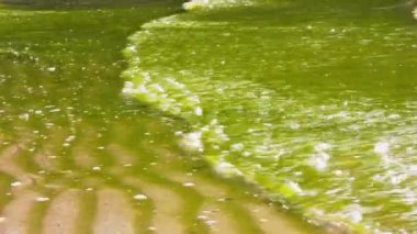 Nehir kıyısındaki kumlu sahilde yosunlar. Yazın çiçek açan sular. Kirli su tıkanıklığı. Kimyasalların neden olduğu küresel çevre sorunu. Mikroskobik mavi-yeşil alglerin aktif üretimi