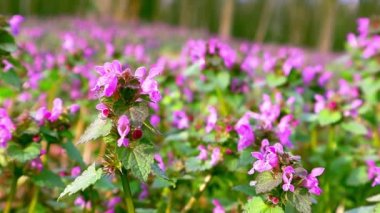 Lamium purpureum. İlkbahar mor çiçekleri ormanda, ormanda, parkta, bahçede çiçek açıyor. Vahşi doğada güzel, renkli, büyülü bir ilkbahar çiçek açar. Çiçek açan HD video seçici odak.