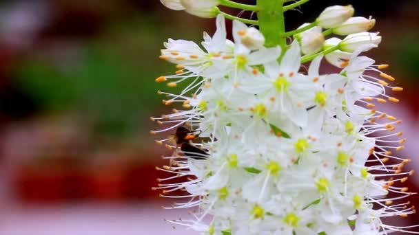 Med Včela Létá Sbírá Pyl Pístů Tyčinky Bílého Květu Makro — Stock video