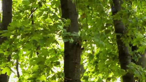 Pnie Drzew Bujne Zielone Liście Klonu Świeże Liście Szeleszczące Gałęziach — Wideo stockowe