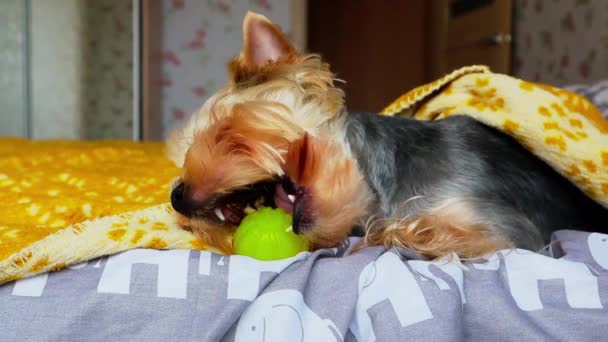 Маленька Порода Собак Yorkshire Terrier Лежить Під Жовтим Плющем Ліжку — стокове відео