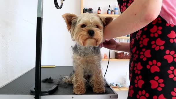 Frau Rasur Mit Rasiermesser Kleine Gehorsame Hunderasse Yorkshire Terrier Schönheitssalon — Stockvideo